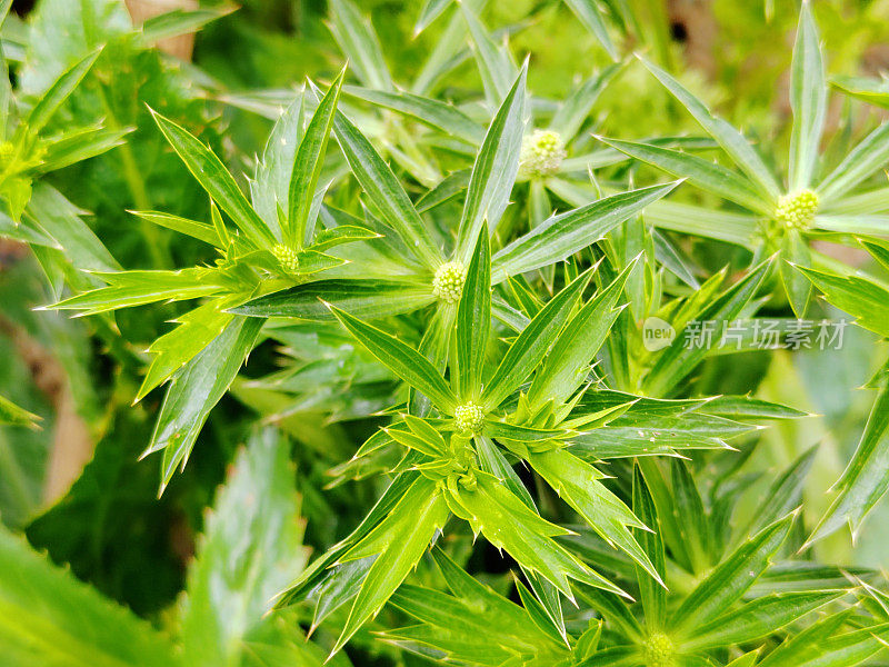 Eryngium foetidum